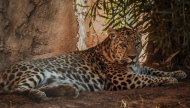 Zoo de Rabat. Arrivée de deux nouvelles panthères tachetées