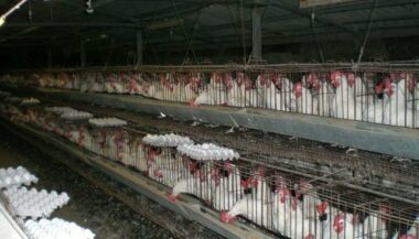 L'Anavi lance une campagne de sensibilisation contre l'abattage du poulet dans les tueries
