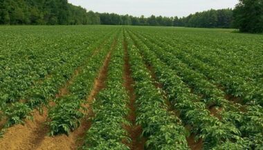 Campagne agricole à Casablanca-Settat: le ministère rassure