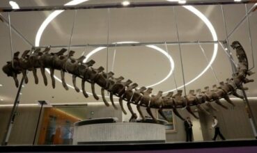 Rabbah classe l’affaire de la queue de dinosaure vendue au Mexique