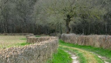 La Chine, acheteuse vorace de terres agricoles à l'étranger