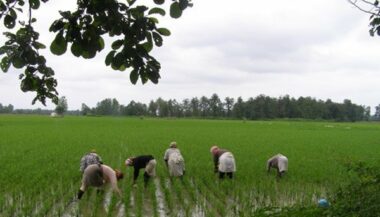 Emploi: Les femmes représentent un taux de 93% dans l'agriculture et l'élevage