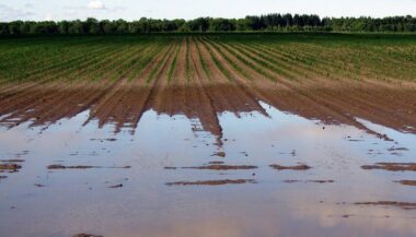 Rabat-Salé-Kénitra: Evolution favorable de la campagne agricole