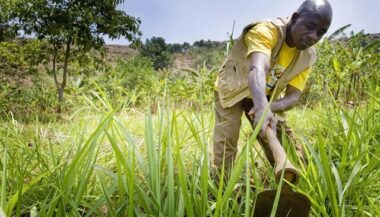 OCP Africa livre 32.000 tonnes d’engrais aux agriculteurs tanzaniens