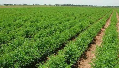 FAO: Seules 1% des femmes sont propriétaires de terres agricoles au Maroc