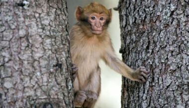 Au Moyen Atlas, la domestication n’est pas sans risques pour les singes magots