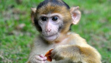 Les braconniers déciment les populations juvéniles de singes Magot à Ifrane