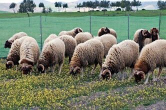 Les moutons en provenance du Maroc à nouveau interdits à Melilia?