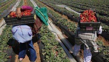 Tout ce qu'il faut savoir sur l'emploi des ouvrières agricoles marocaines en Espagne
