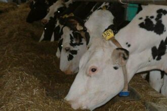 Fièvre aphteuse: plus de 2,5 millions de bovins vaccinés