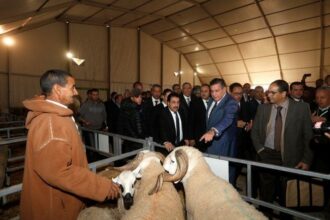 Au Maroc, le cheptel ovin est estimé à 20,6 millions de têtes