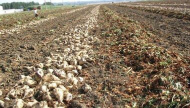 Cosumar présente sa solution digitale &ldquo;Attaissir&rdquo;