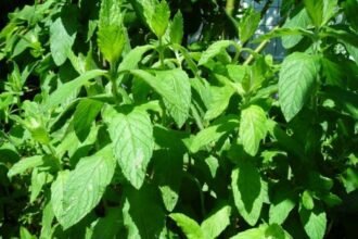 Menthe contaminée par les pesticides: les explications de l'Onssa