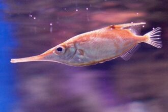 La bécasse de mer en abondance sur les côtes marocaines