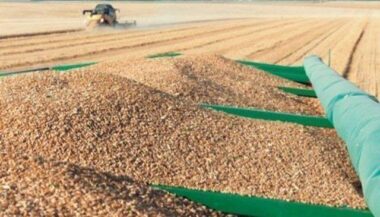 Les droits de douane sur le blé tendre repassent à 135%