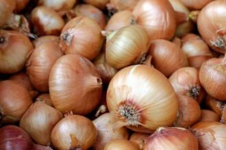Les producteurs d’oignons demandent la reprise des exportations