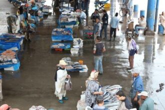 Ramadan. Poisson: opération inédite pour éviter les flambées des prix