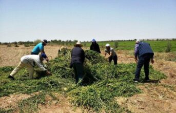 Menthe non conforme: l'Onssa sévit, champs détruits et Justice saisie