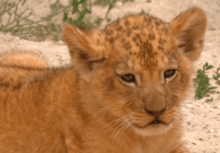Deux bébés lions de l'Atlas présentés dans un zoo de République Tchèque