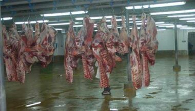 L'Ordre national des vétérinaires s'inquiète de l'état sanitaire des abattoirs