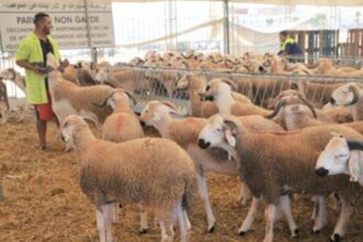 Aid Al Adha: état sanitaire &ldquo;satisfaisant&rdquo; du cheptel national