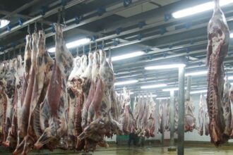 Aid Al Adha: le service d'abattage et d'hébergement reconduit à Casa