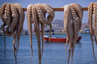 Pêche au poulpe: quotas en baisse, captures en hausse