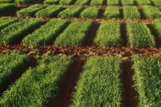 Sonacos: un stock de plus de 2 millions de quintaux de semences