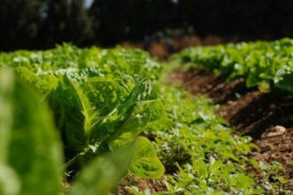Développement de l'agriculture: l'OCP et l'UA renforcent leur partenariat