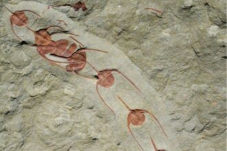 Découverte au Maroc de la plus ancienne organisation collective et sociale