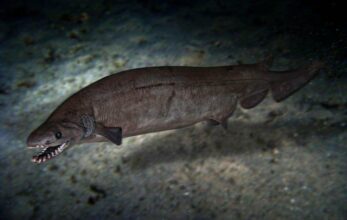 Paléontologie: découverte au Maroc d'un fossile de 360 millions d'années