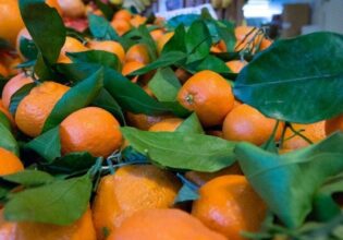 Crise sans précédent dans la filière agrumicole