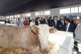 Construction de 12 marchés à bestiaux