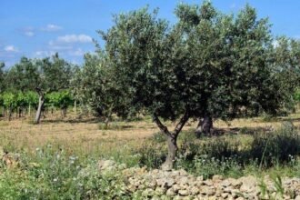 Olives: Bonne année pour la production mais l'exportation d'huile peine