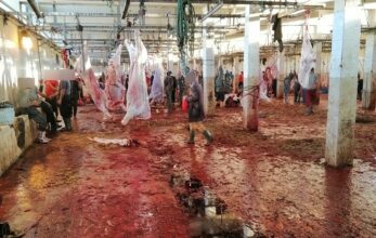 Une première: fermeture des abattoirs de Tit Mellil et Médiouna à Casablanca