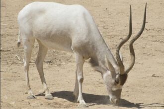 Smara: une station d'acclimatation pour la réintroduction de l'addax