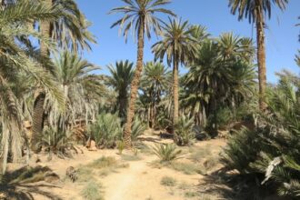 Comment l'État tente de freiner la baisse de la nappe phréatique de l'axe Meski-Boudnib