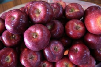 Pommier: une culture à haut potentiel, mais sous exploité