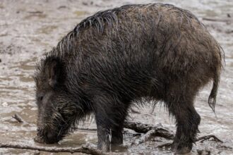 Des sangliers aux alentours de Hay Riad: les explications du ministère
