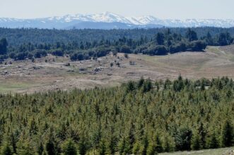 Ce qu'il faut savoir sur la nouvelle stratégie forestière &ldquo;Forêts du Maroc&rdquo;