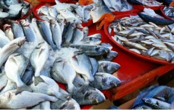 Le Brésil compte bientôt exporter du poisson au Maroc