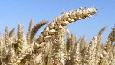 La production de blé au Maroc devrait baisser à 4 millions de tonnes (USA)