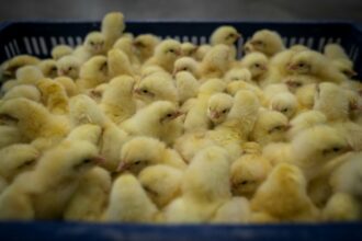 Volaille: la surproduction fait souffrir les producteurs