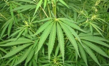 Cannabis à usage pharmaceutique au Maroc: Voici pourquoi c'est utopique
