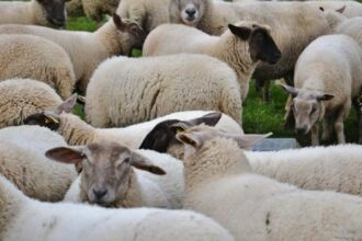 Onssa: état d'avancement de la campagne de vaccination du cheptel