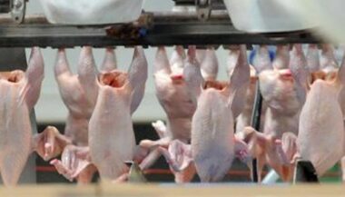 La Fisa conteste deux émissions TV sur les marchés de volailles