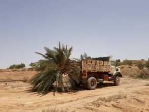 La construction d'une route traversant la palmeraie de Figuig fortement dénoncée
