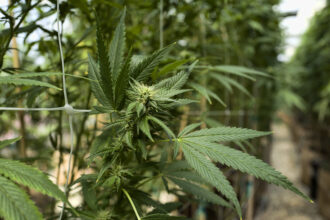 Usage légal du cannabis: Les limites et les interrogations que pose le projet de loi (experts)