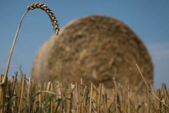 La filière céréalière au centre d’une rencontre avec le Crédit Agricole du Maroc