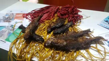 Live : Inauguration à Agadir du salon Halieutis 2019